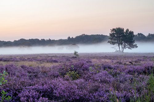 Nebliges Heidekraut in voller Blüte