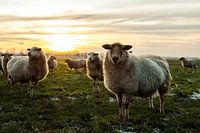Schapen staan model