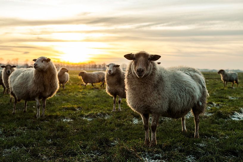Schapen staan model van Danai Kox Kanters