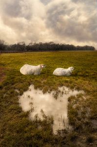 Schapen - Pannenhoef van Hannie Kassenaar