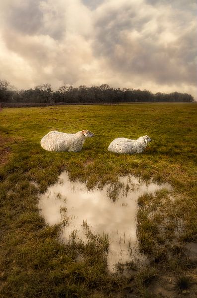 Mouton par Hannie Kassenaar