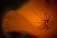 Blume