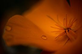Flower by Chantal Speelman