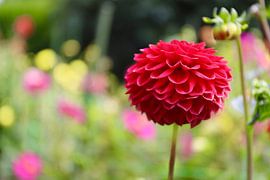 Dahlia Peaches: Red Beauty in the Botanic Gardens by Be More Outdoor