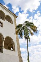 Palmboom in Sintra Lissabon