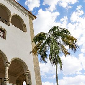 Palmboom in Sintra Lissabon van Celisze. Photography