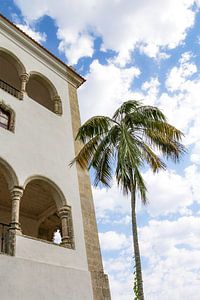 Palmboom in Sintra Lissabon van Celisze. Photography