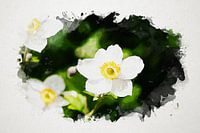 Watercolour White Anemone