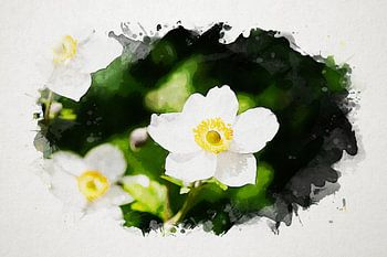 Aquarell Weiße Anemone