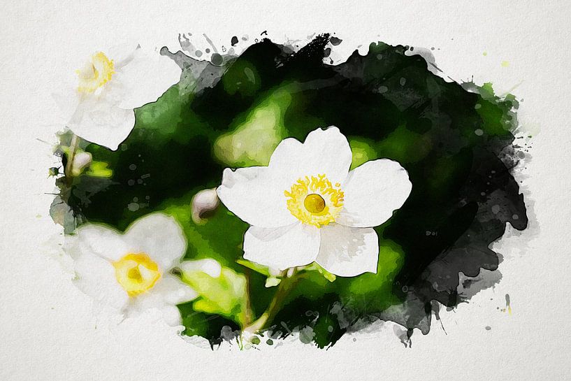 Watercolour White Anemone by Jan Bouw
