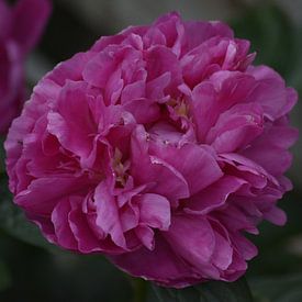 Pink Rose van Jeffry van Kalsbeek