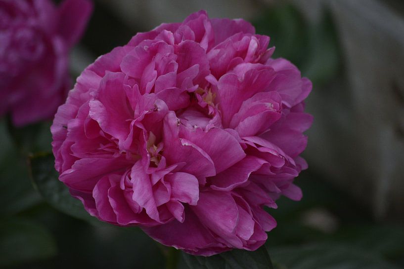Pink Rose van Jeffry van Kalsbeek