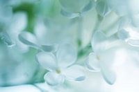 White lilac in spring