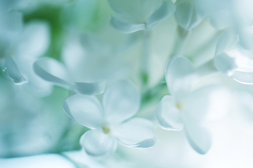 White lilac in spring