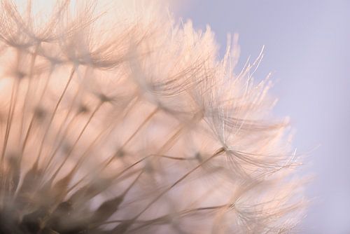 Warm goud licht schijnt door de pluisjes van een paardenbloem