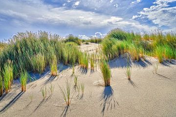 dune in the landscape with flowering marram grass