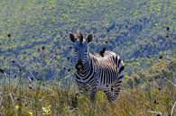 Südafrikanischer Zebra von Mylène Amoureus Miniaturansicht