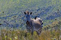 Zuid-Afrikaanse poserende zebra