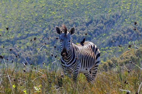 Zuid-Afrikaanse poserende zebra