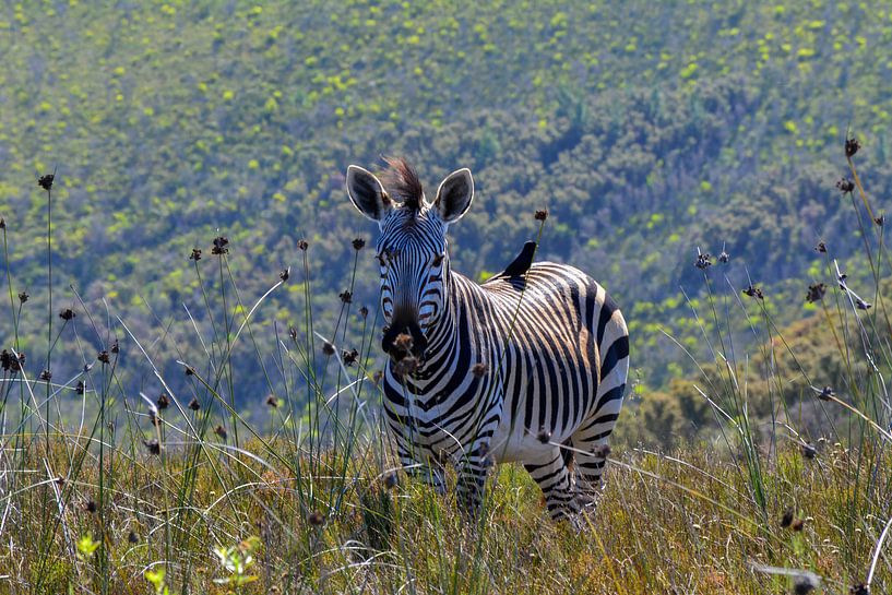 Südafrikanischer Zebra von Mylène Amoureus