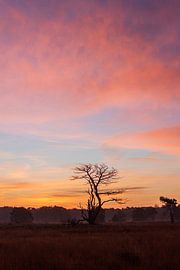 zonsopkomst van ton vogels