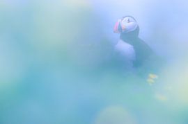 Puffin von Stijn Smits