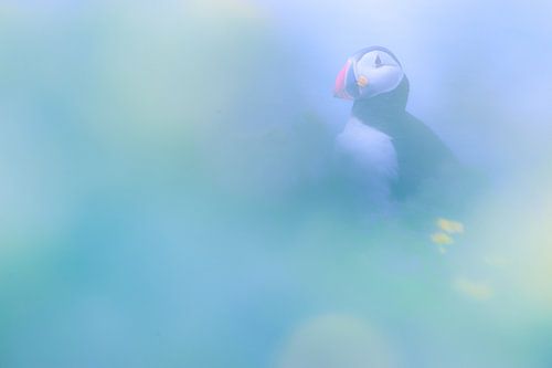 Puffin