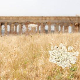 Segesta op Sicilie van Tim Wong