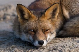 Vos / Fox von A. Oskam