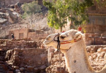 Kameel in de historische stad Petra sur Kris Ronsyn