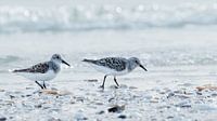 Sanderling