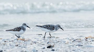 Sanderling von Hennie Zeij