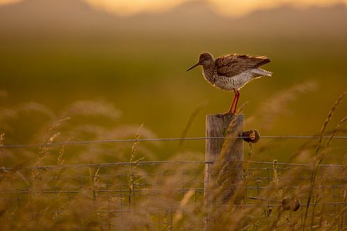 Tureluur schudt zich uit