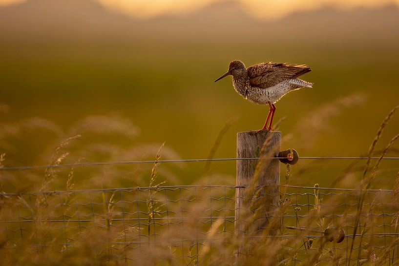 Redshank by Lars van der Sanden