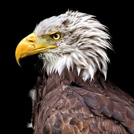 Eagle (Version 3) von Dirkjan Dokters