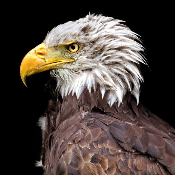 Eagle (version 3) by Dirkjan Dokters