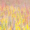 Rijk bloemenveld van Danny Slijfer Natuurfotografie