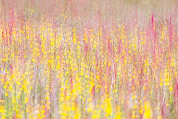 Rijk bloemenveld van Danny Slijfer Natuurfotografie