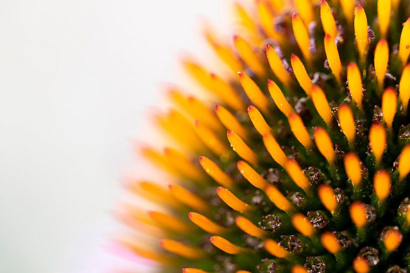 The core of a sunflower flower from the bright light. by Joeri Mostmans