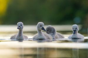 Poussins cygnes