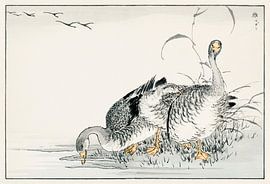 White Fronted Goose illustration by Numata Kashu by Studio POPPY