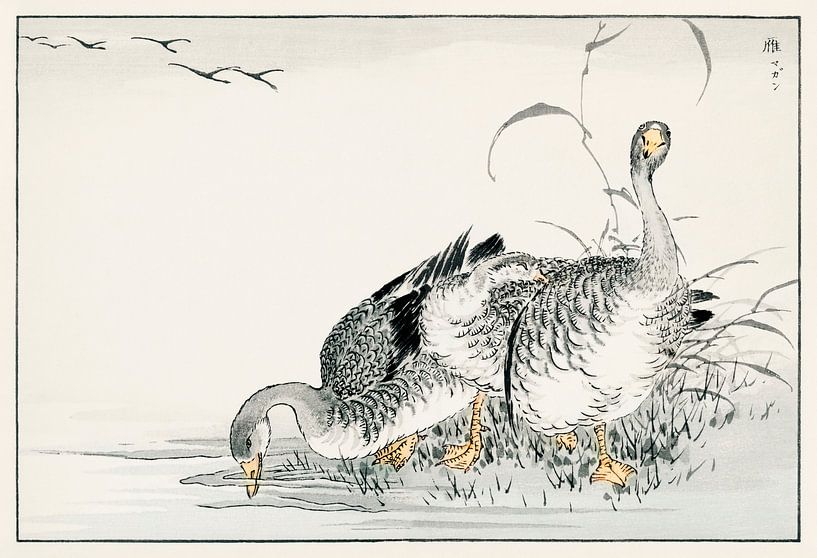 White Fronted Goose illustration by Numata Kashu by Studio POPPY