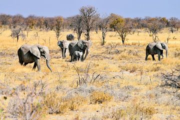 Herd of Elephants by Merijn Loch