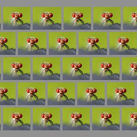 Kleines Granatauge - #919191 von Matthias Brix