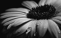 Gerbera black/white