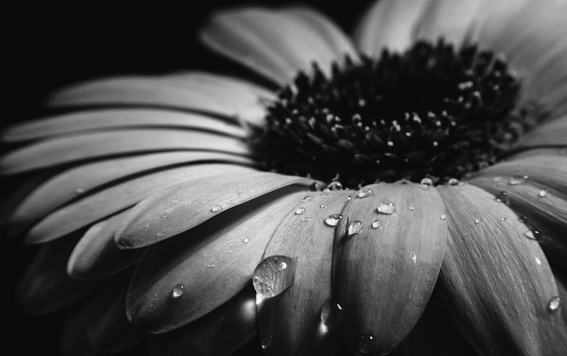 Gerbera black/white by chantal vogelpoel