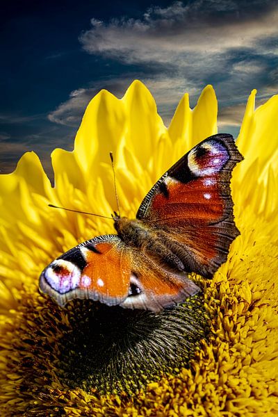 Papillon sur un tournesol par Lucas De Beleyr