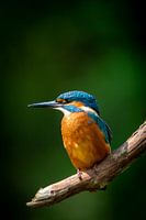 Kingfisher