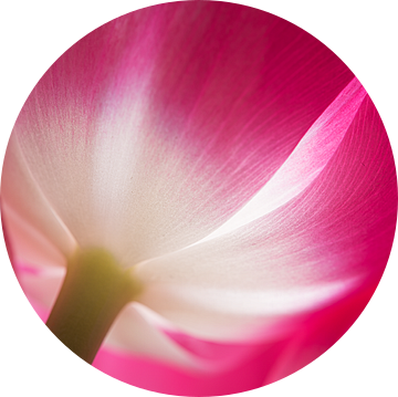 De tulp, fuchsia met wit van Marjolijn van den Berg