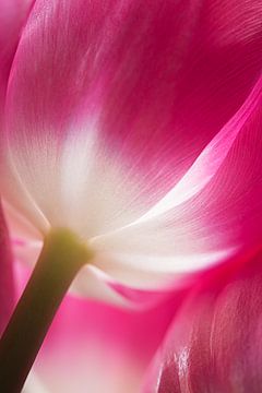 Die Tulpe, fuchsienfarben mit weiß von Marjolijn van den Berg